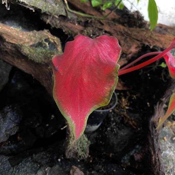 Caladium Anggur Merah