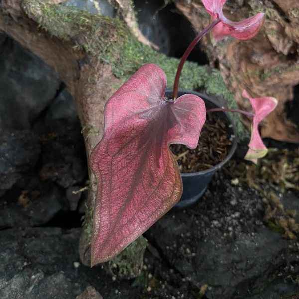 Caladium NC Raja Laut