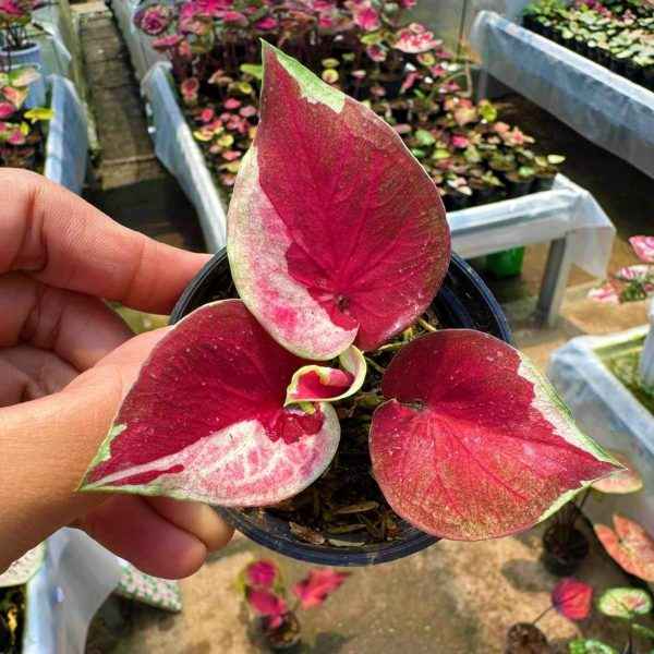 Caladium Dewe
