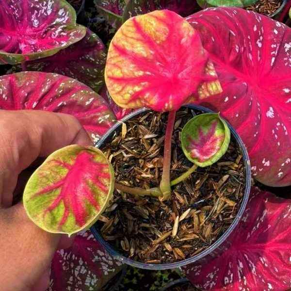 Caladium Tora