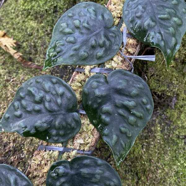 Scindapsus sp. Argyraeus Black