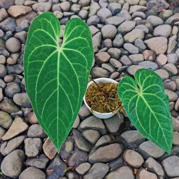 Anthurium Magnificum Verde