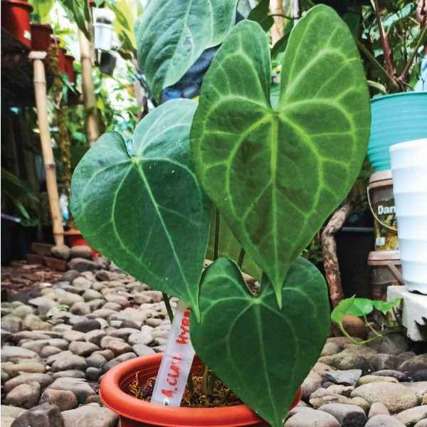 Anthurium Clarinervium Hybrid