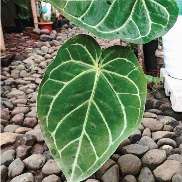 Anthurium Crystallinum Hybrid A1
