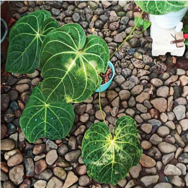 Anthurium Regale Sunda