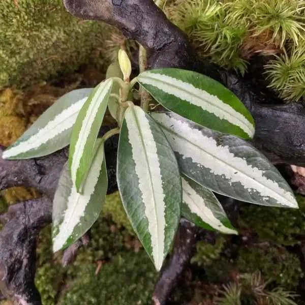 Argostemma White Green