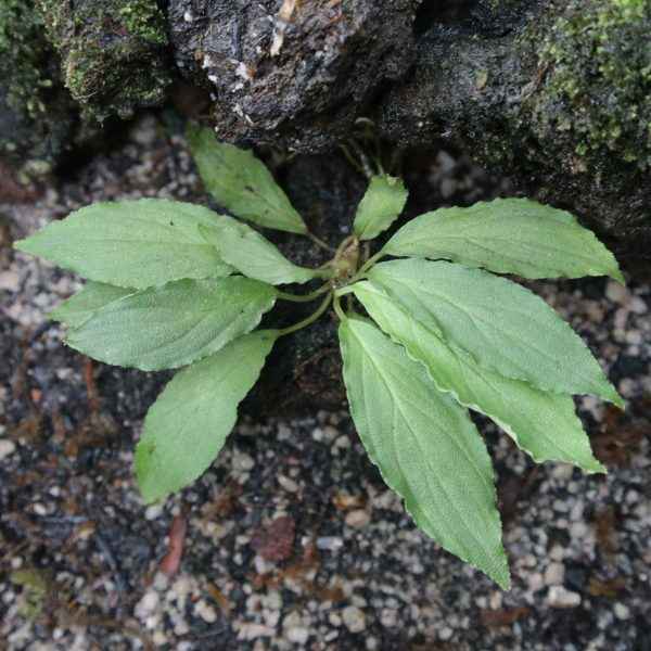 Homalomena Asperifolia