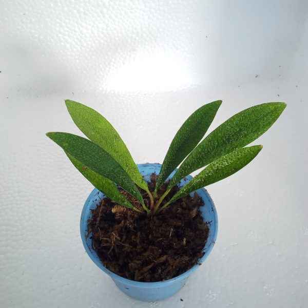 Homalomena Haseii Sp. Aceh