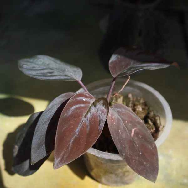 Homalomena Humilis Red