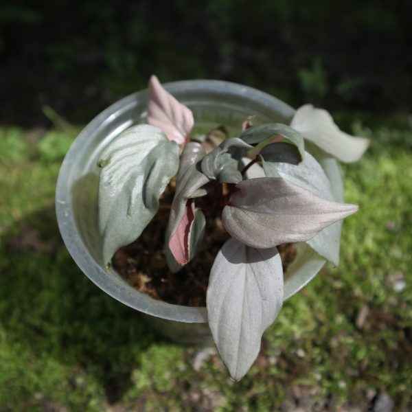 Homalomena Humilis Silver