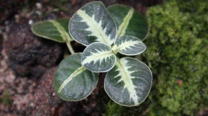 Argostemma Roud Leaf