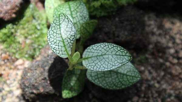 Argostemma Diamond Leaf