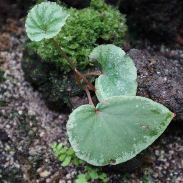 Begonia Sp. Lidi