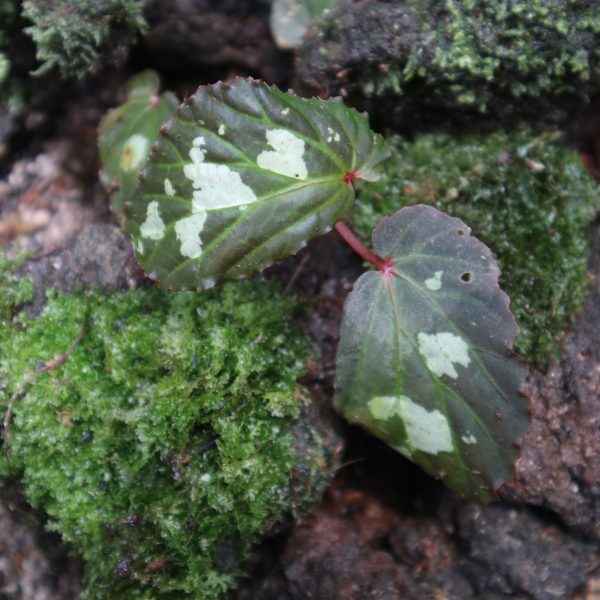 Begonia Sp. Mantuk