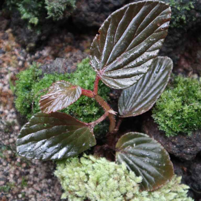 Begonia Inggitiae