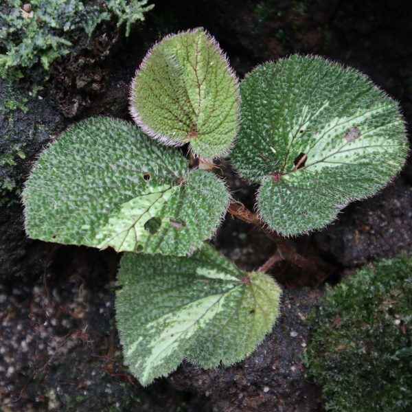 Begonia Green Velvet
