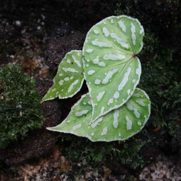 Begonia Acidulenta