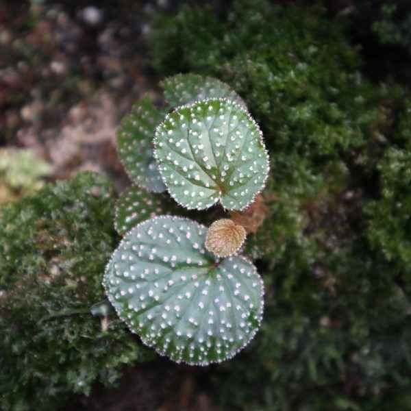 Begonia Ocellata