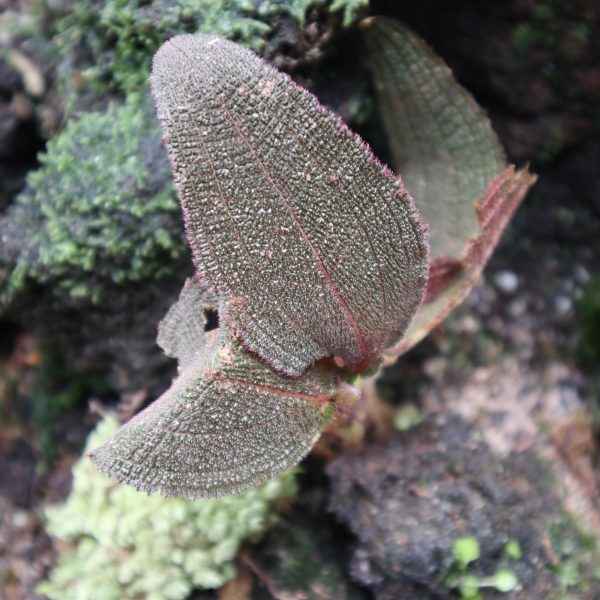 Begonia Sp. Bludru Red