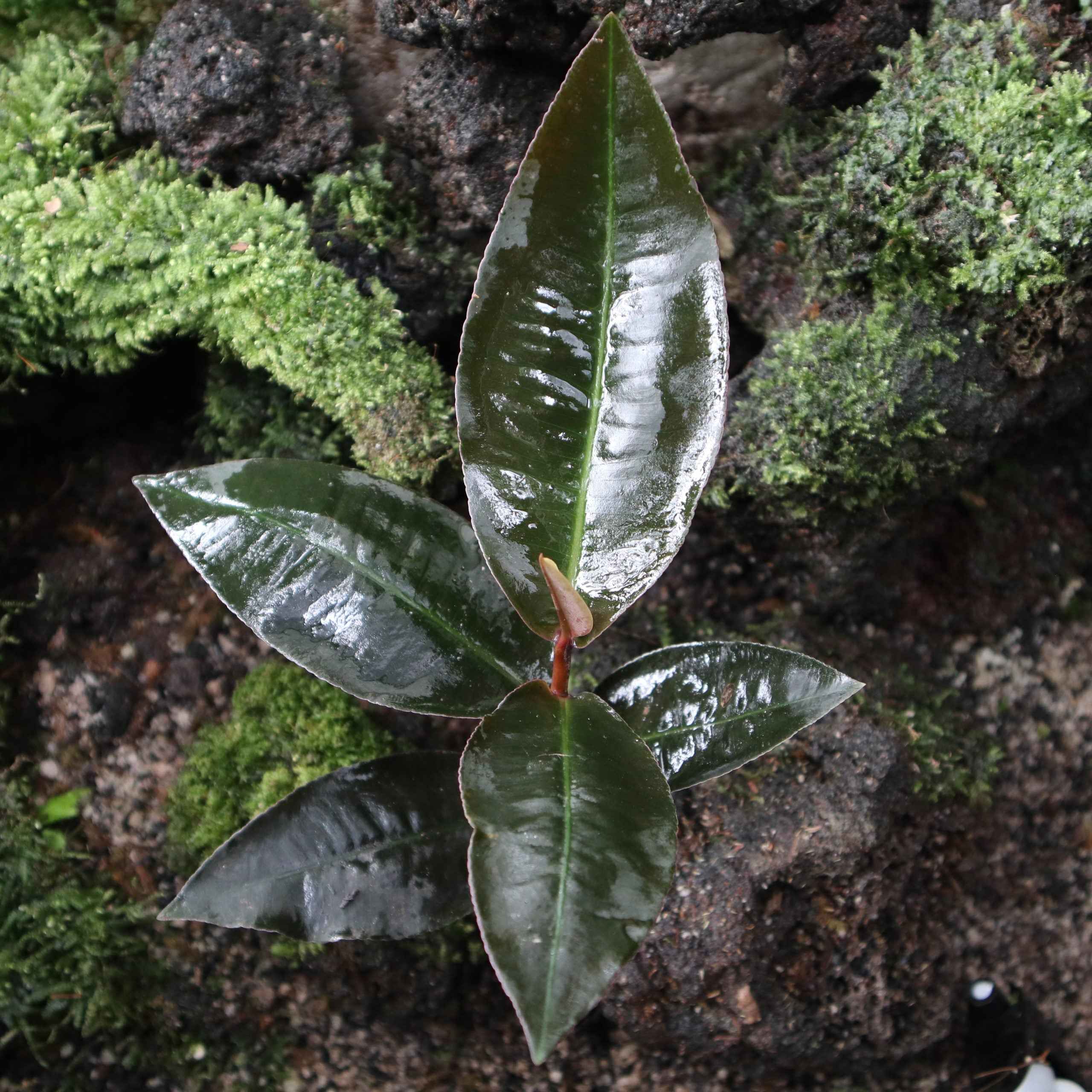 Labisia Posthumusiana