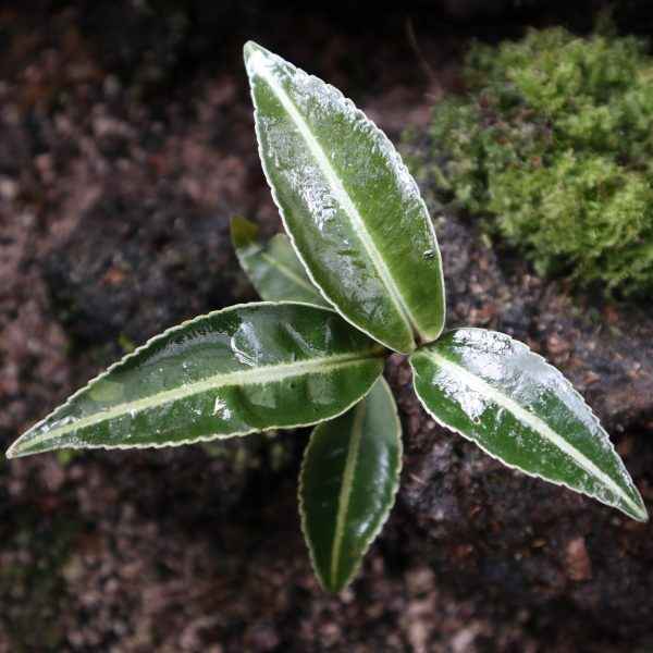 Labisia Pumila Blume Green