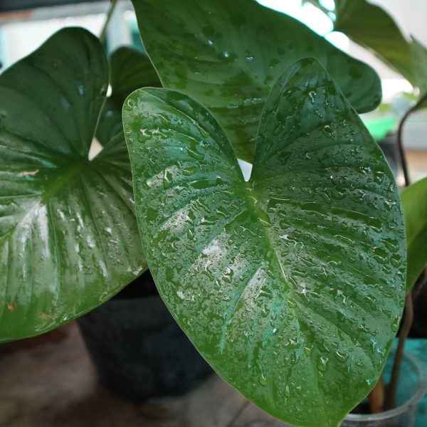 Homalomena Rubescens