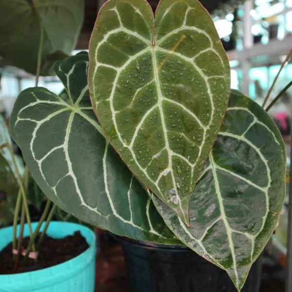 Anthurium Crystallinum
