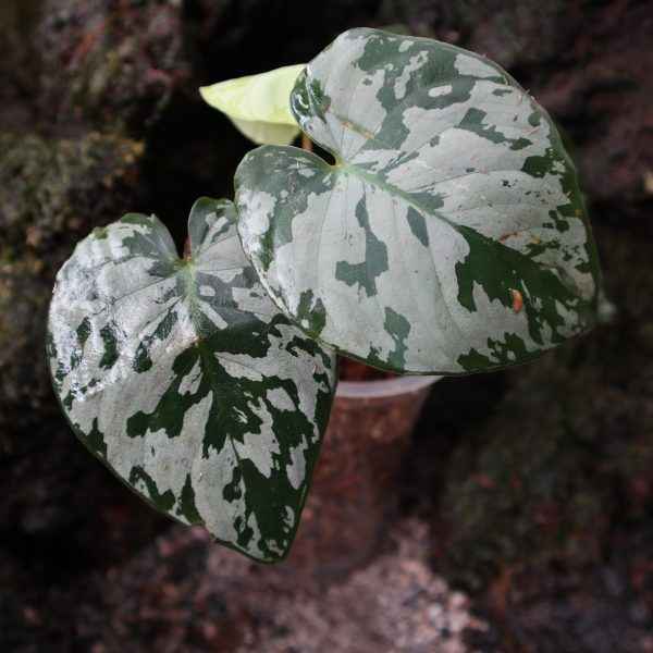 Homalomena Apobalis