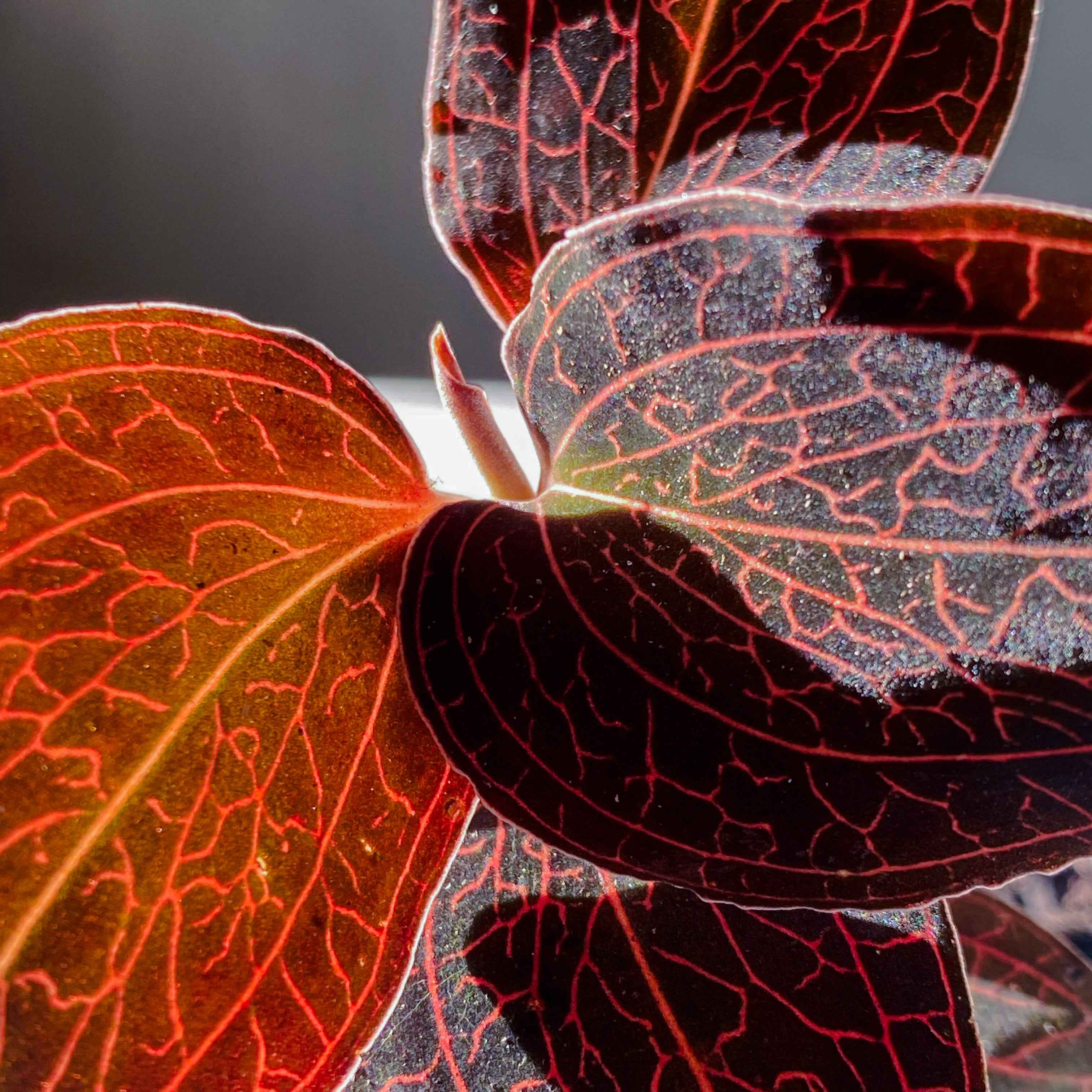 Orchid Ludisia Discolor Red