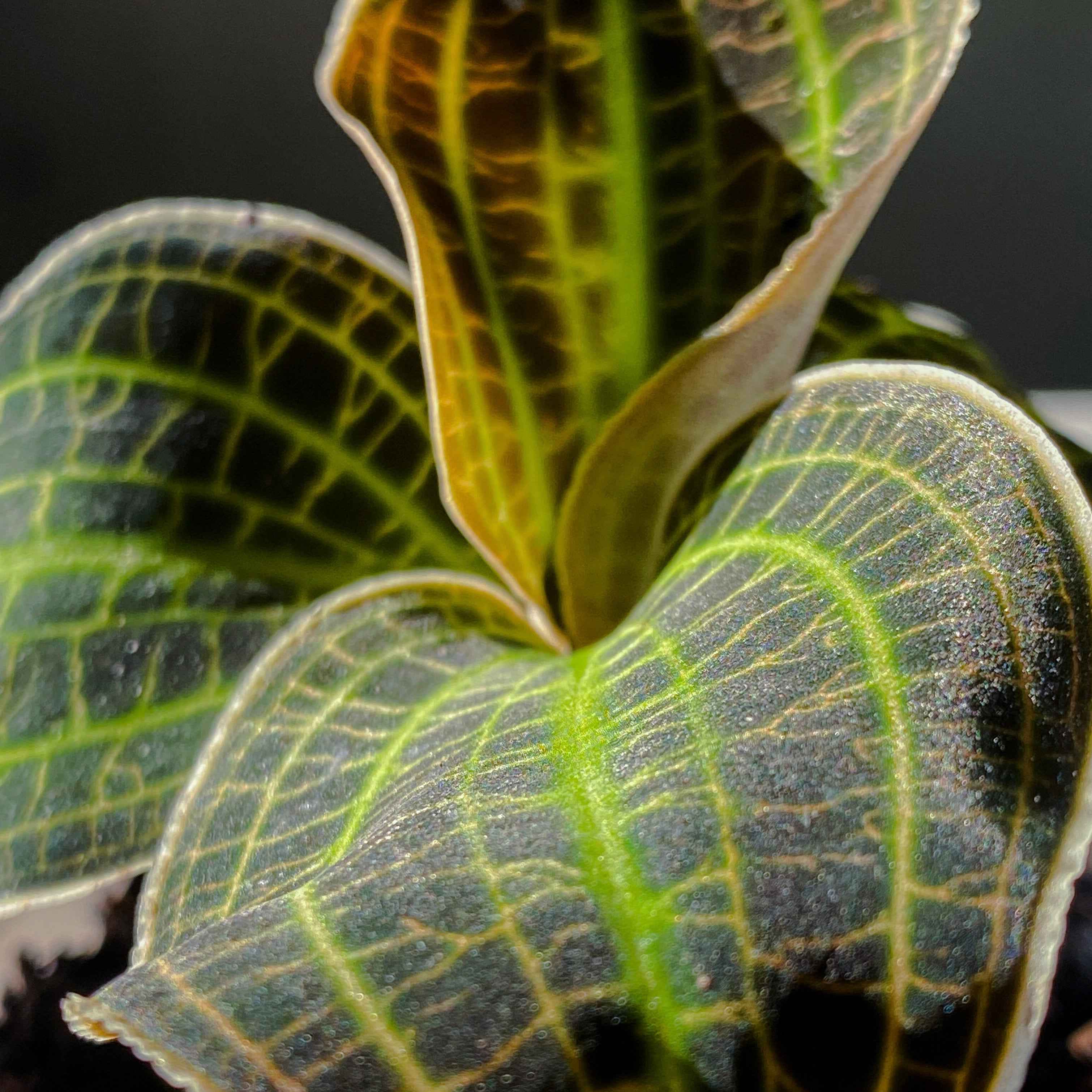 Orchid Macodes Sanderiana