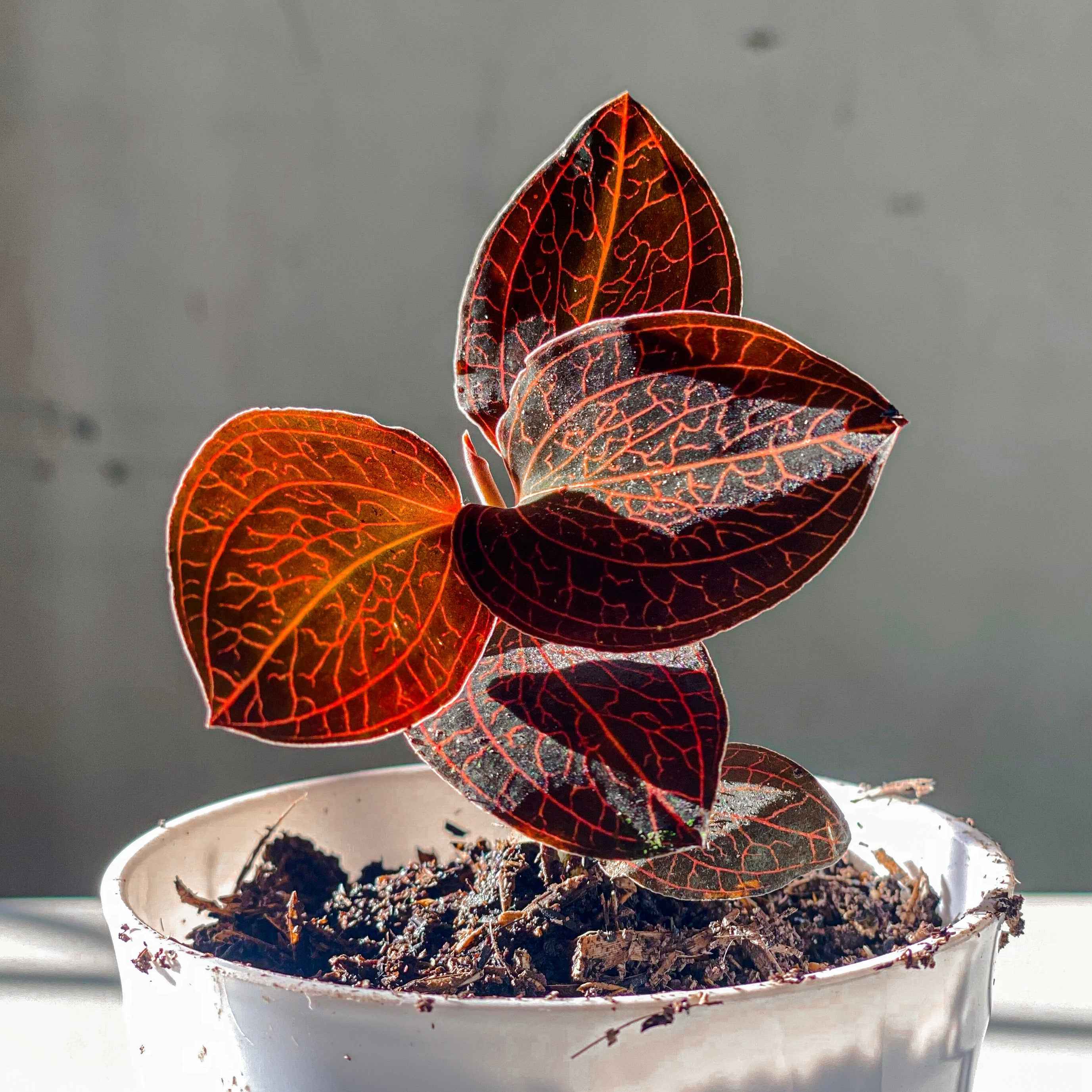 Orchid Ludisia Discolor Red