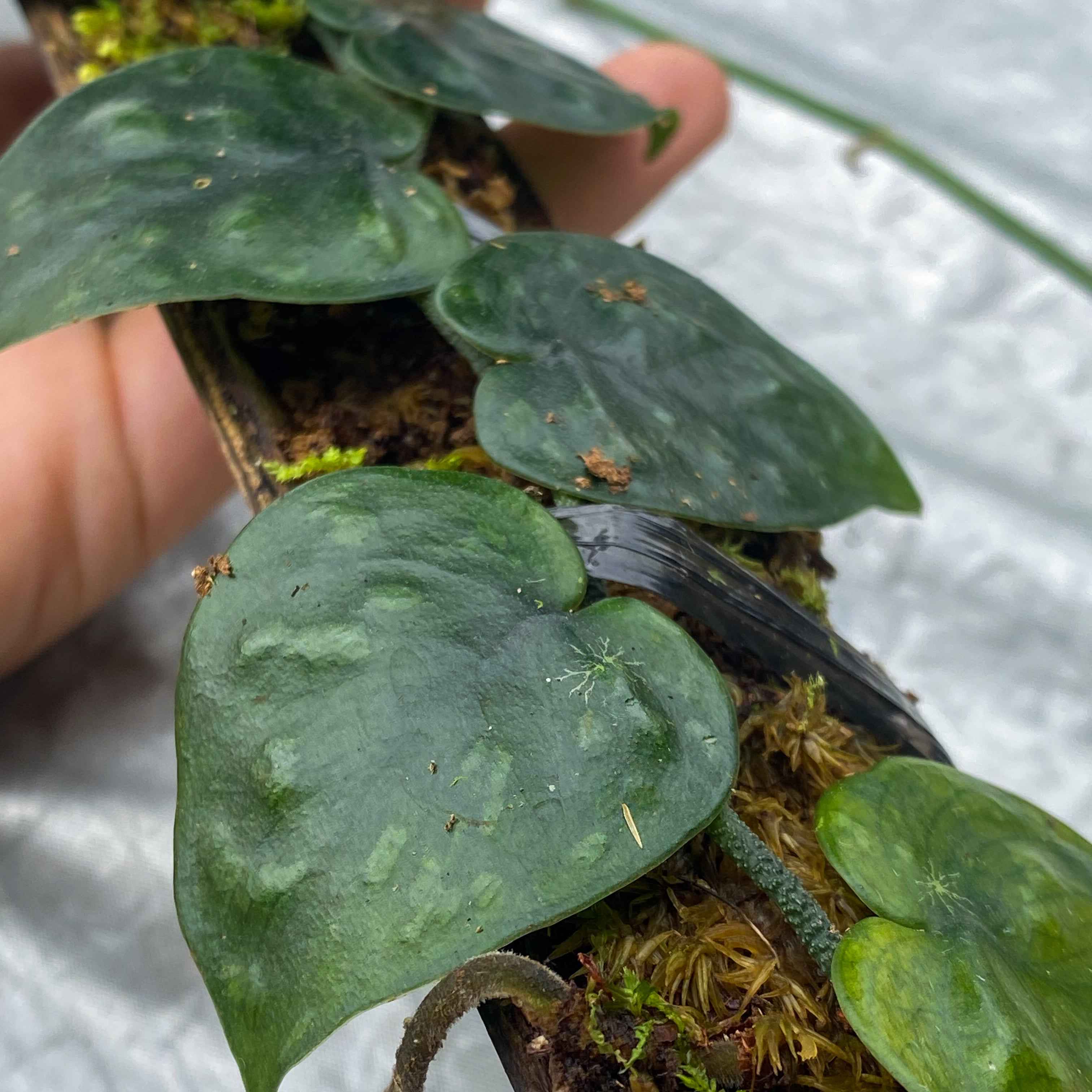 Scindapsus Black Mamba