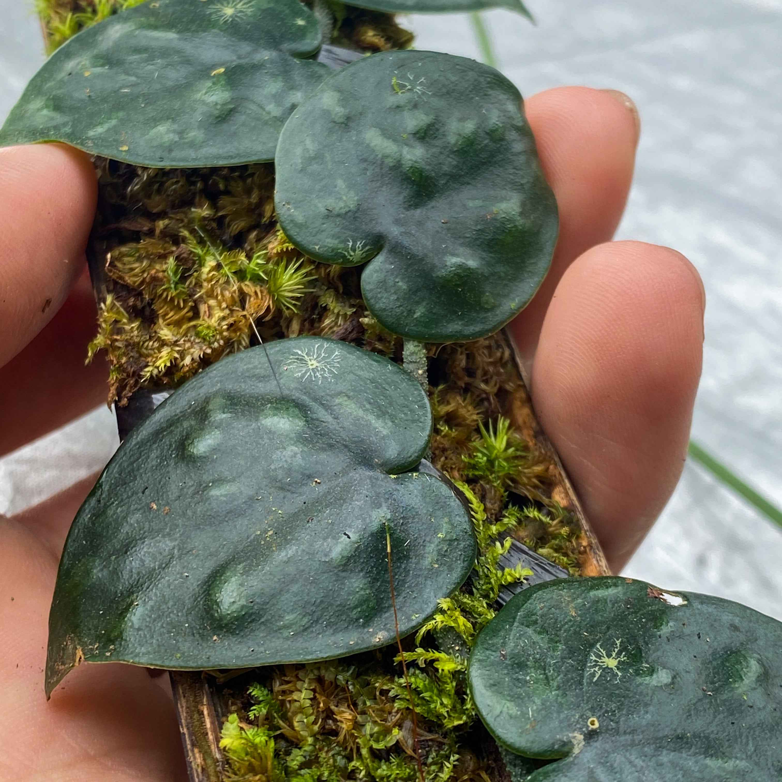 Scindapsus Black Mamba