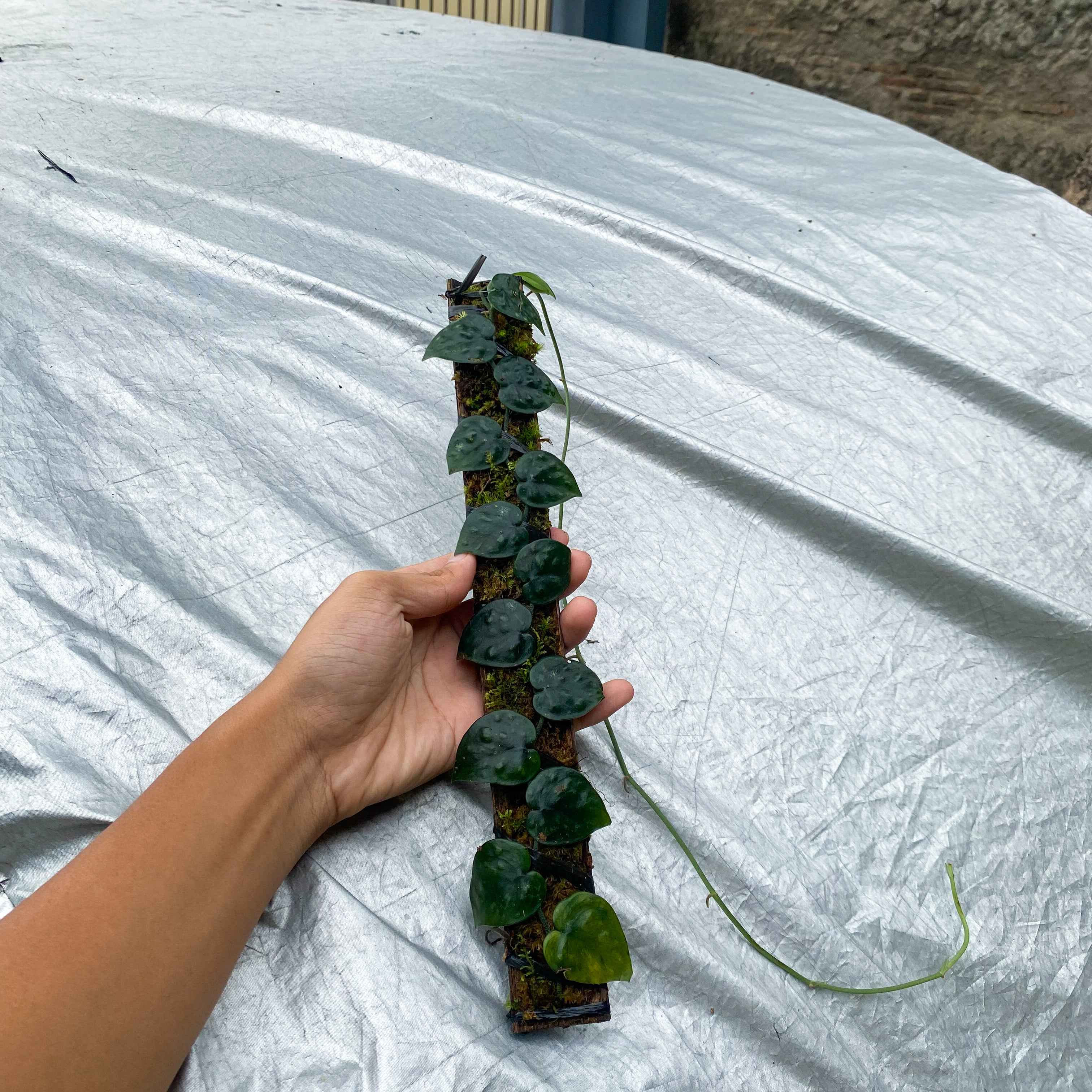 Scindapsus Black Mamba