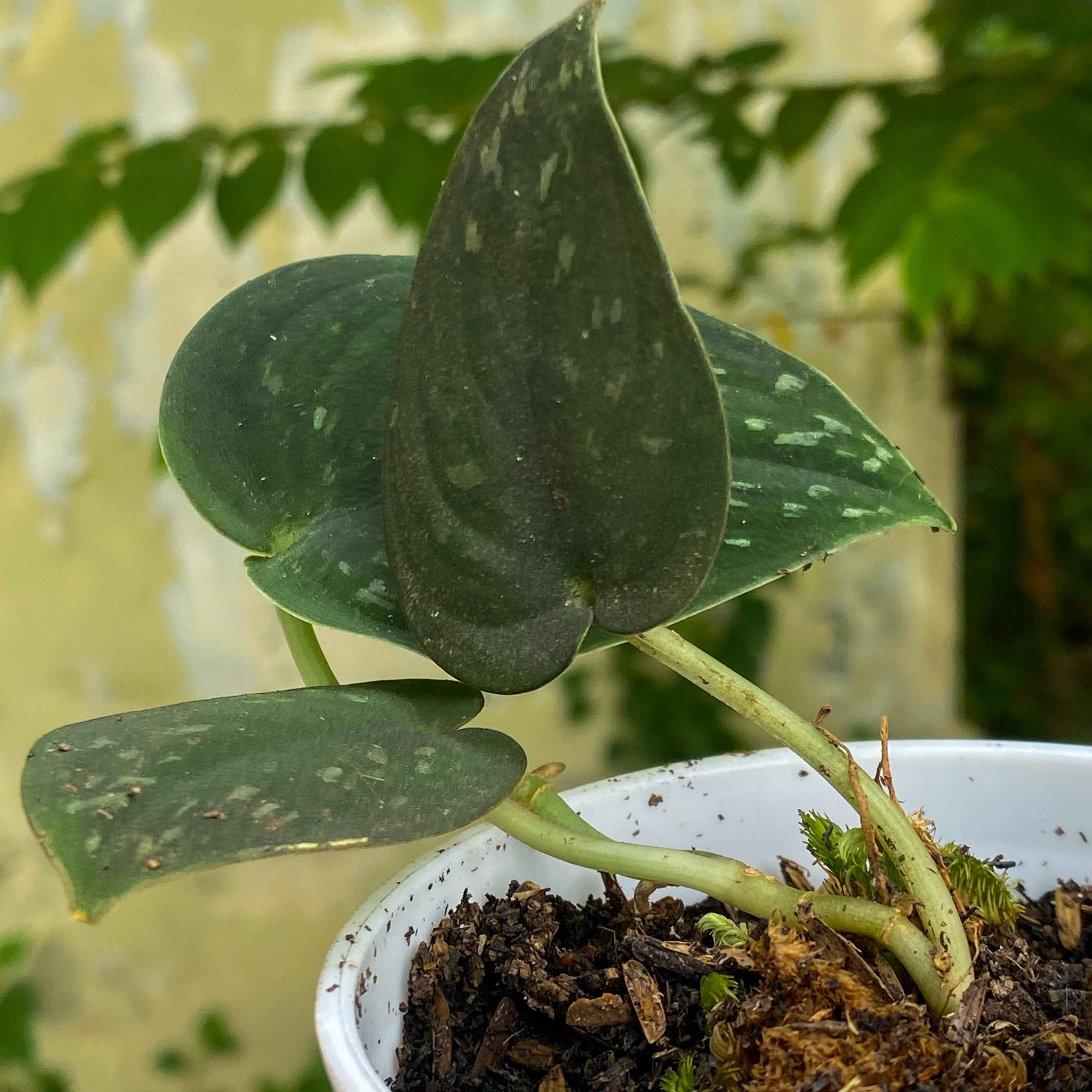 Scindapsus Dark Form