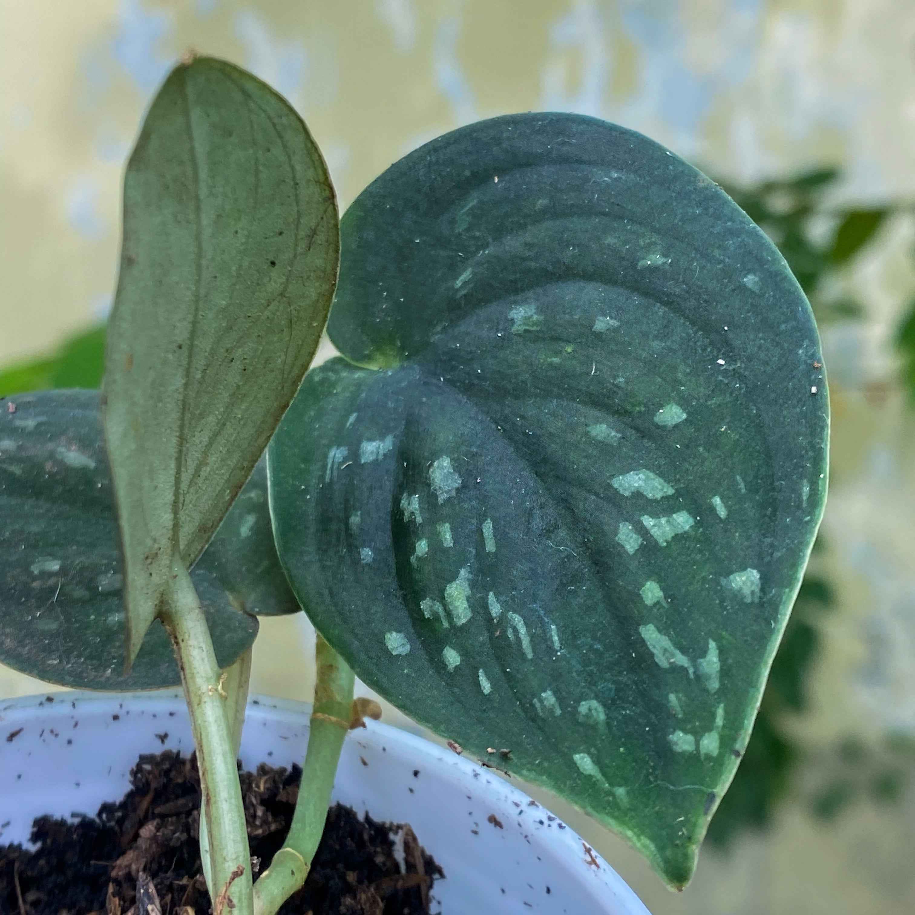 Scindapsus Dark Form