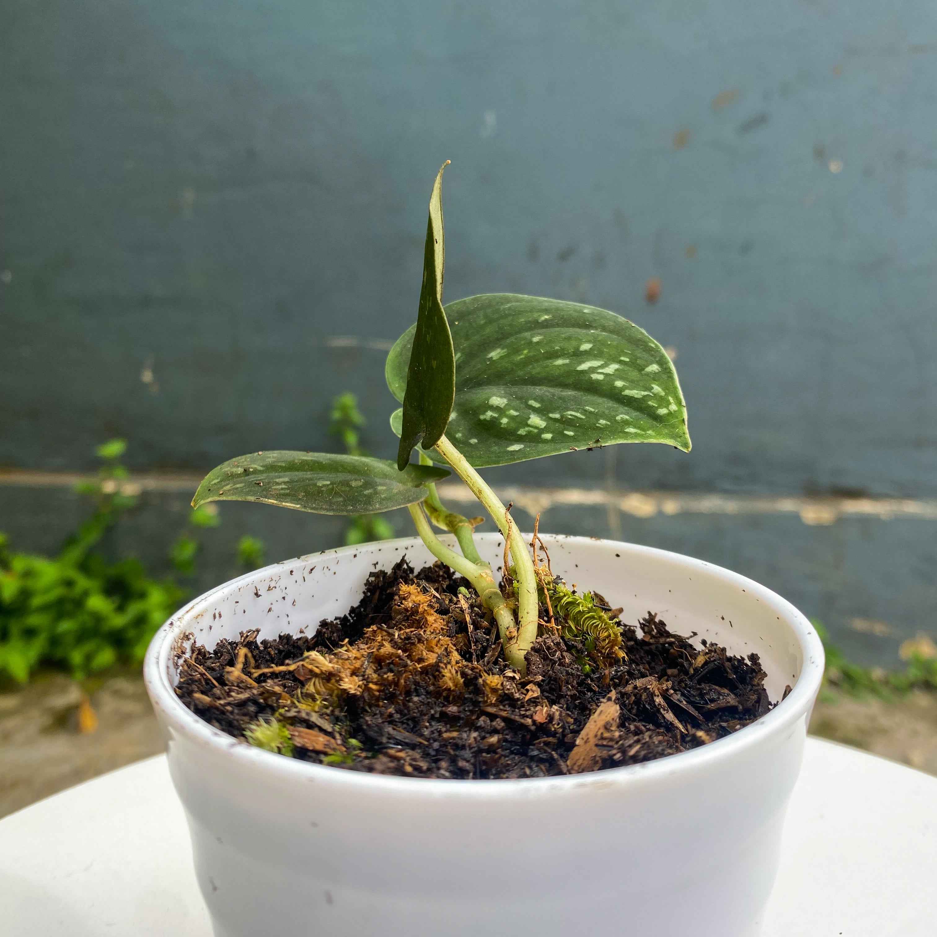 Scindapsus Dark Form