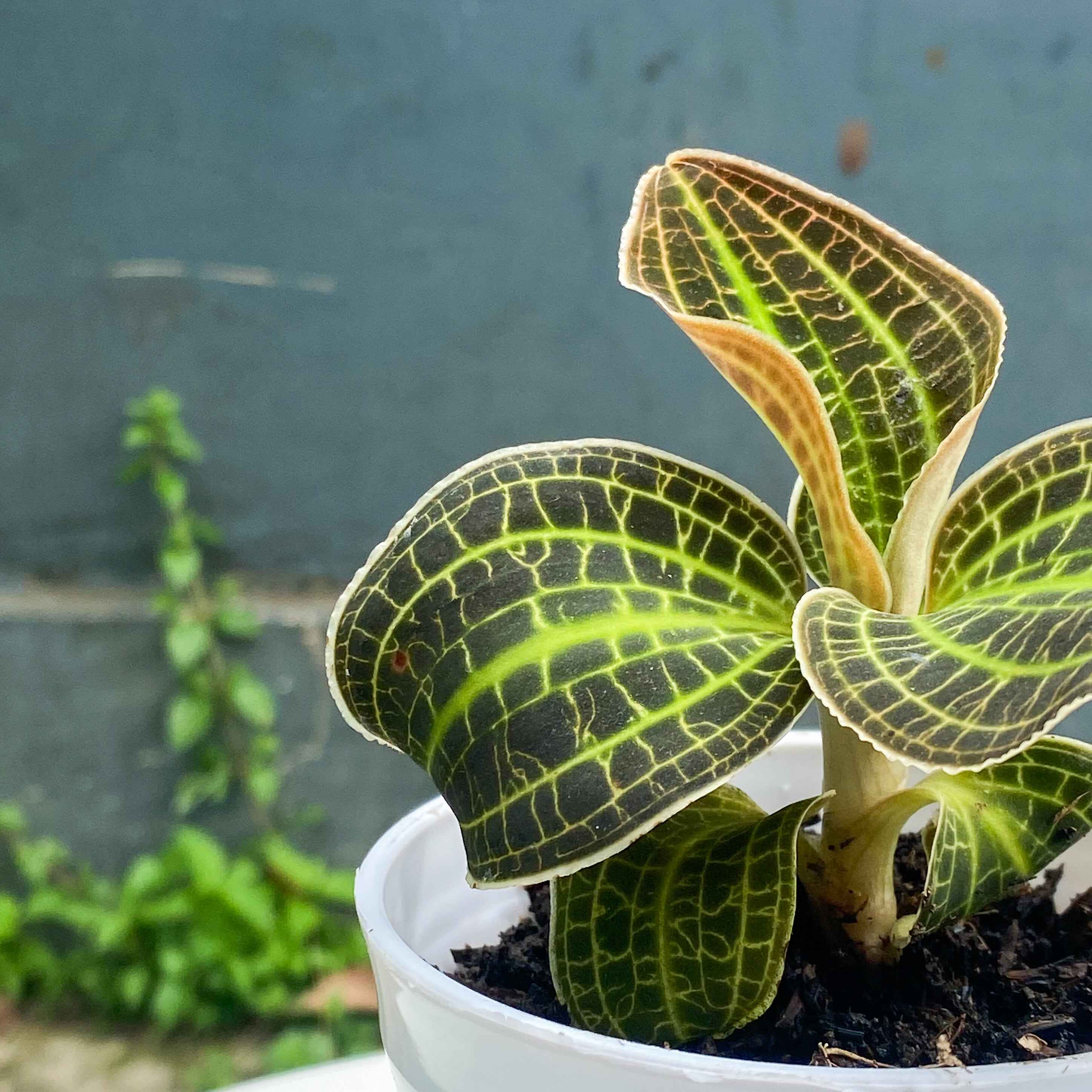 Orchid Macodes Sanderiana