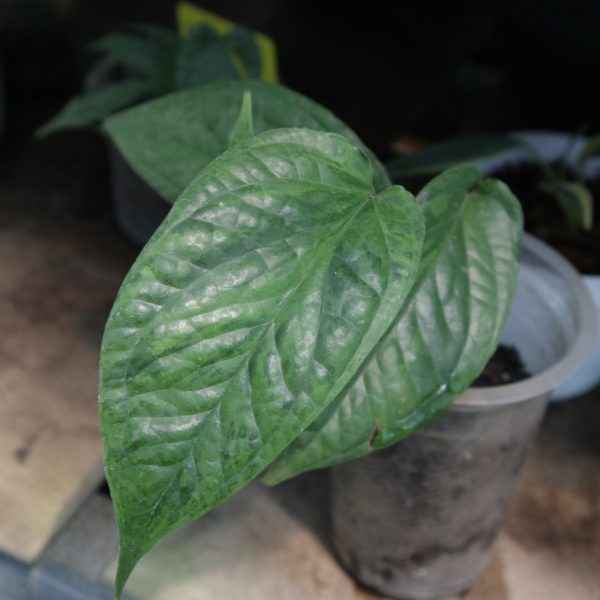 Amydrium Medium Variegated