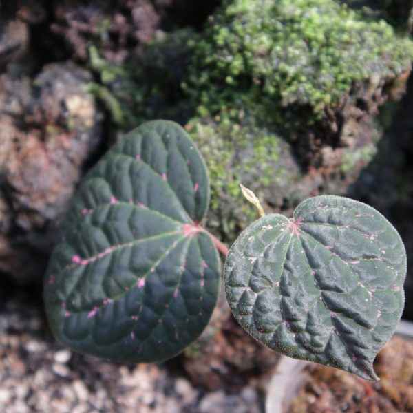 Piper Phorphyrophyllum