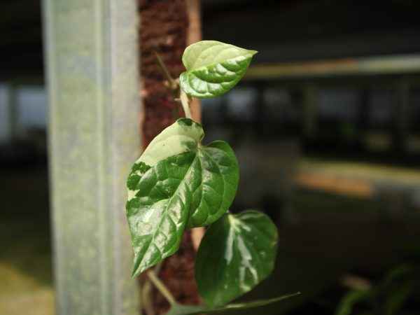 Piper Ningrum Albo Variegated