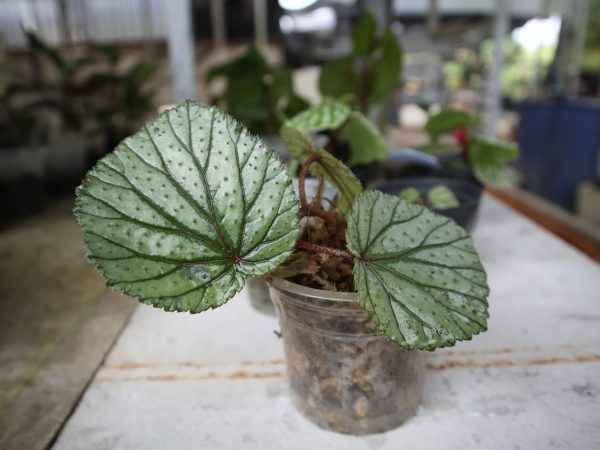 Begonia Sp. Sekadau