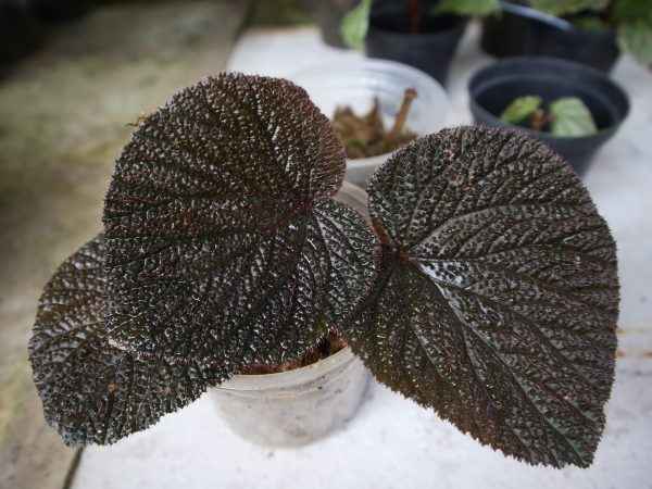 Begonia Baik Red