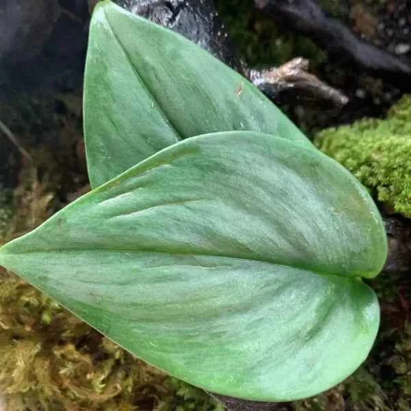 Scindapsus Sp. Jade Satin
