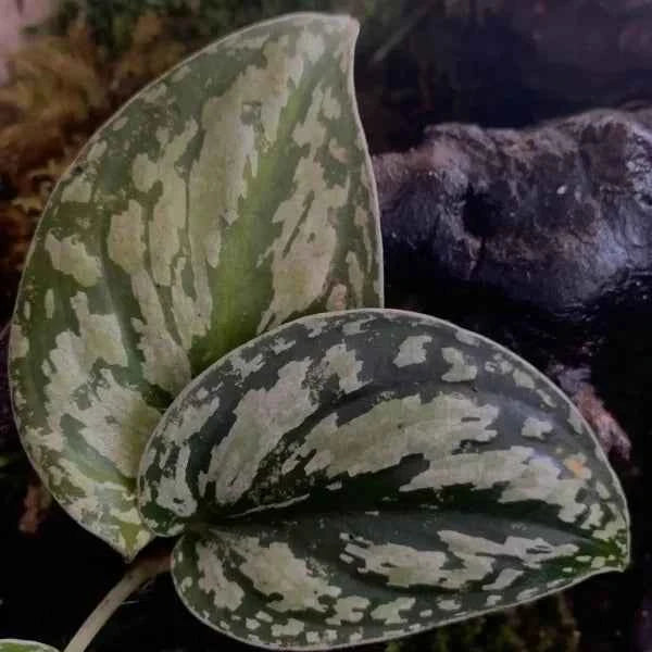 Scindapsus Sp.Pictus