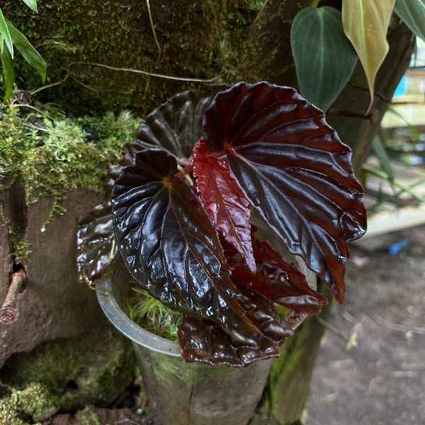 Begonia Black Blood