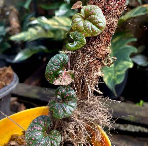 Piper sp Variegated Papua