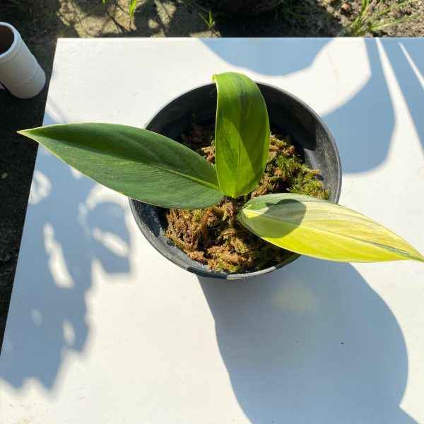 Scindapsus Rupestris