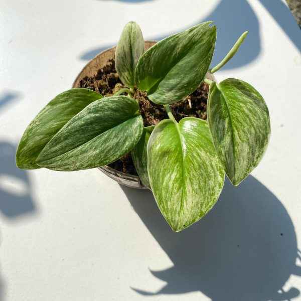 Scindapsus Moonlight Platinum