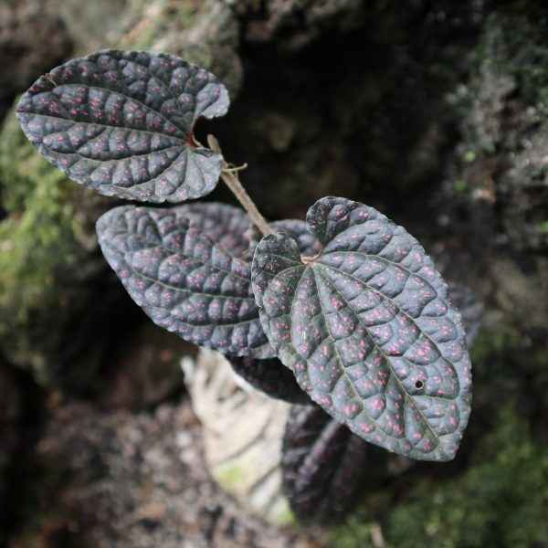 Piper Sp. Black Papua